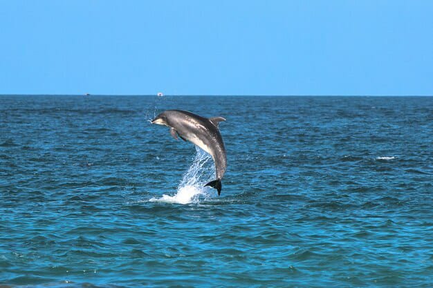 Dolphin House Hurghada