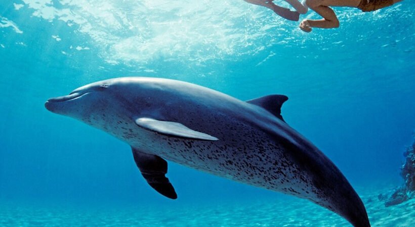 Dolphin House Hurghada
