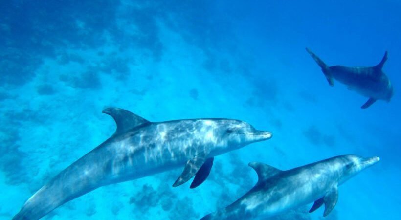 Dolphin House Hurghada