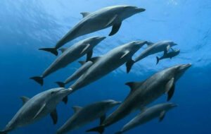 Dolphin House Hurghada